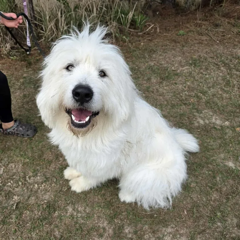 Maverick thumbnail 5