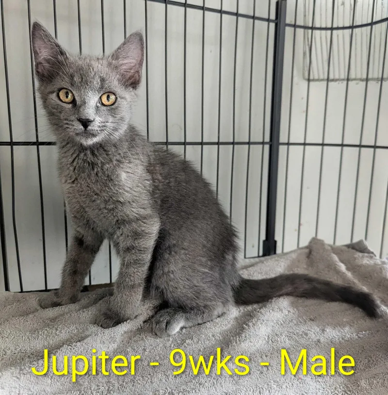 Jupiter