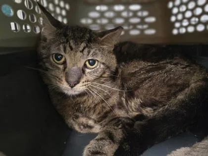 A young medium-sized male Domestic Short Hair cat named Zircon for adoption in Westland, MI