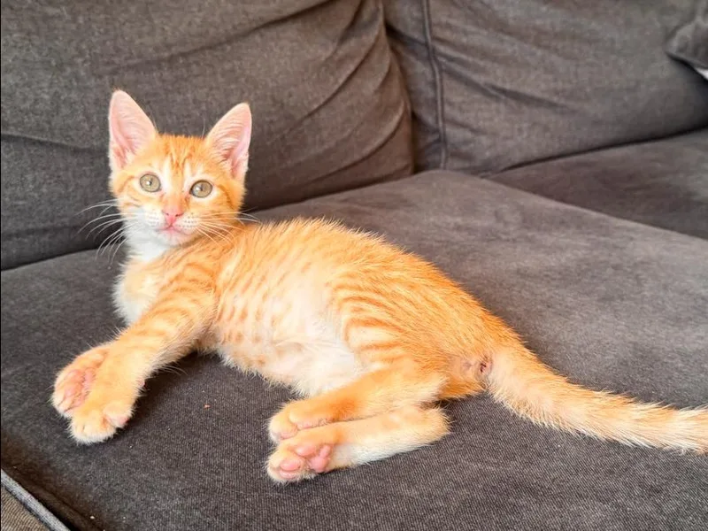 A baby small-sized male Tabby (Orange / Red) Domestic Short Hair cat named Gibson for adoption in Wellington, FL