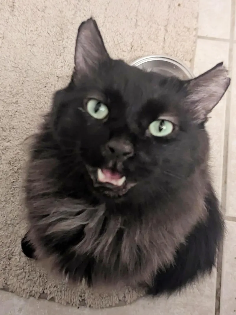 An adult medium-sized male Domestic Long Hair cat named Buddy O'Malley for adoption in Chandler, AZ