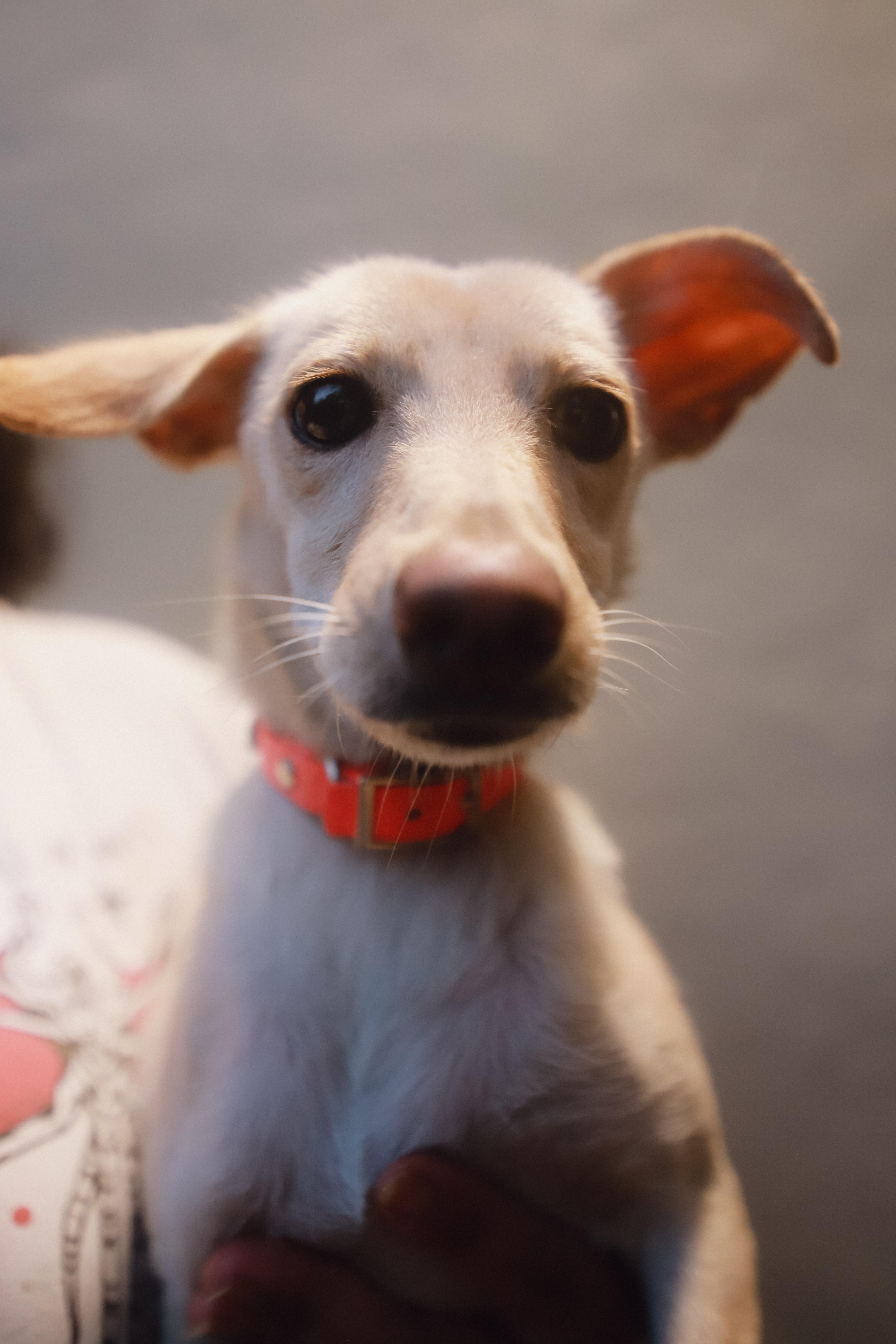 Gwen thumbnail 4