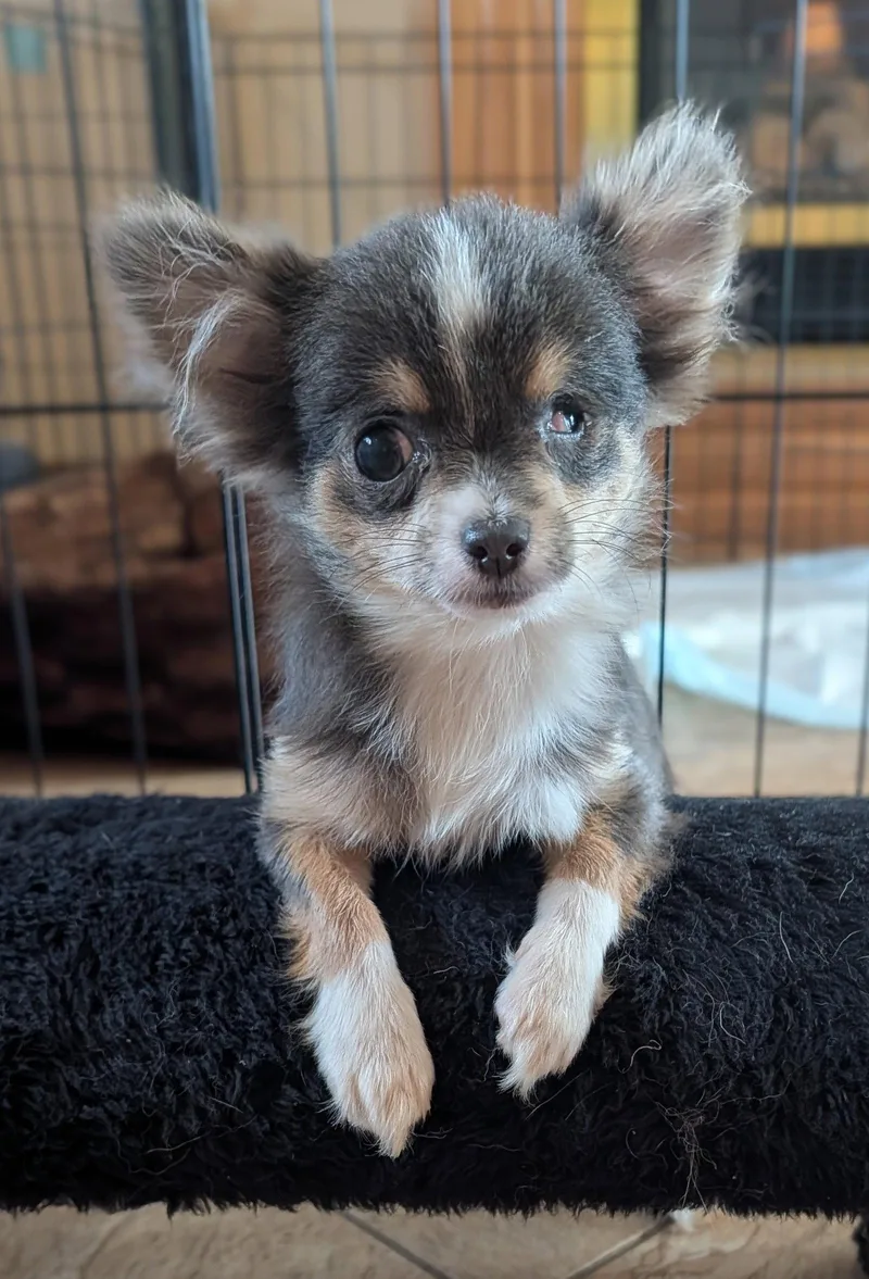 A baby small-sized male Chihuahua dog named Nacho for adoption in Sioux Falls, SD