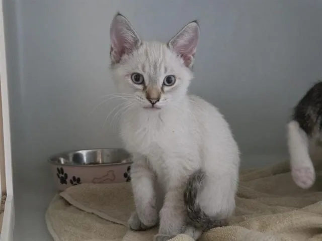 A baby small-sized male Domestic Short Hair cat named Yuki for adoption in Salinas, CA