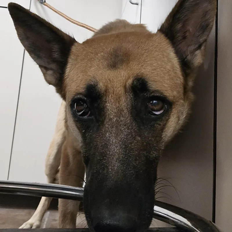 An adult medium-sized female Belgian Shepherd / Malinois dog named Cinnamon for adoption in Flagstaff, AZ