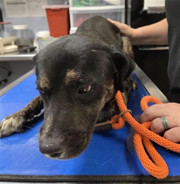 A young large-sized male Dutch Shepherd dog named Tucker for adoption in Phoenix, AZ