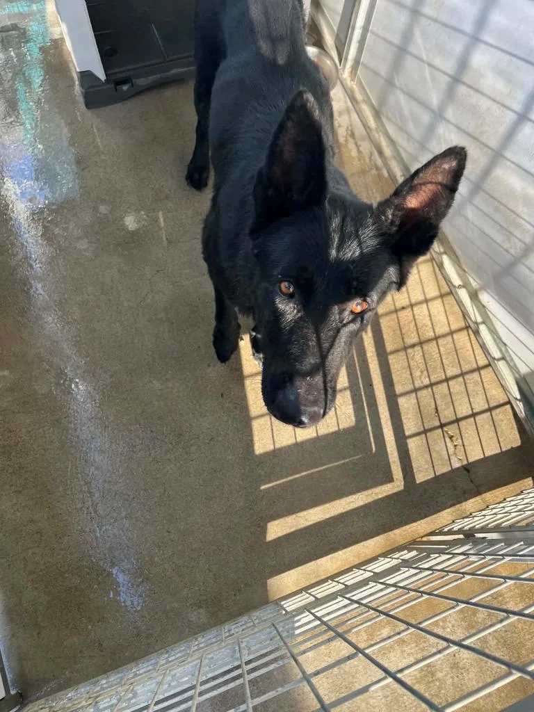 A baby large-sized female German Shepherd Dog dog named Twilight for adoption in Newman, CA