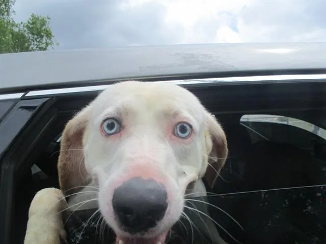 A young large-sized male Catahoula Leopard Dog dog named Slushie for adoption in Ocala, FL