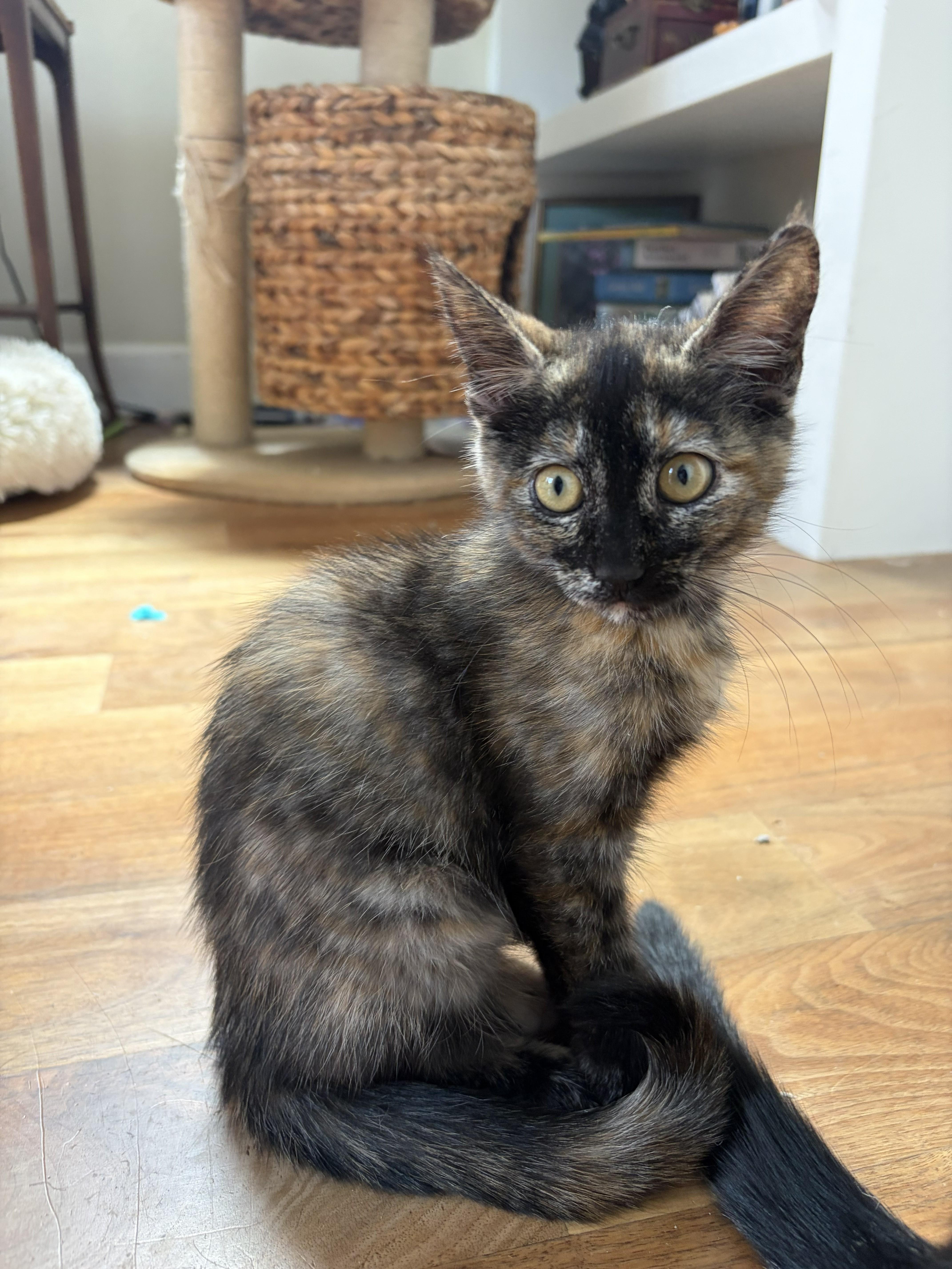 A baby small-sized female Tortoiseshell Domestic Short Hair cat named Peppa for adoption in Missoula, MT