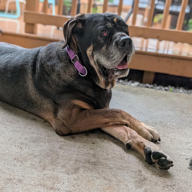 A senior extra large-sized female Bicolor Mastiff dog named Cherry Pie for adoption