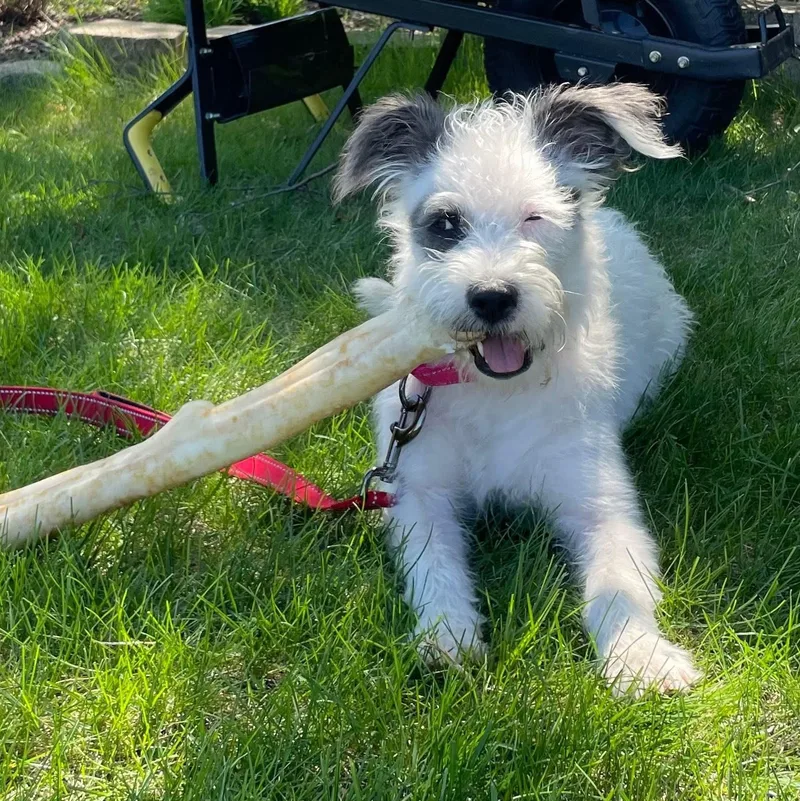 A young medium-sized female Terrier dog named Nipsey for adoption in McHenry, IL