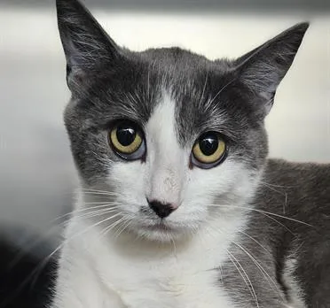 A young medium-sized female Domestic Short Hair cat named Chrissy for adoption in Santa Cruz, CA