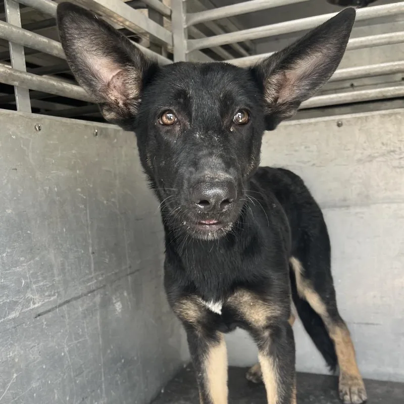 A young medium-sized female Black Shepherd dog named Jellybean for adoption in Stephens City, VA