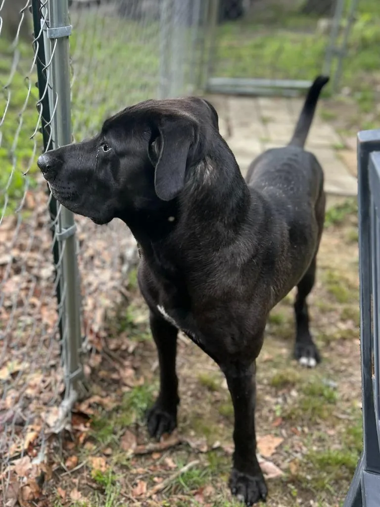 Rex