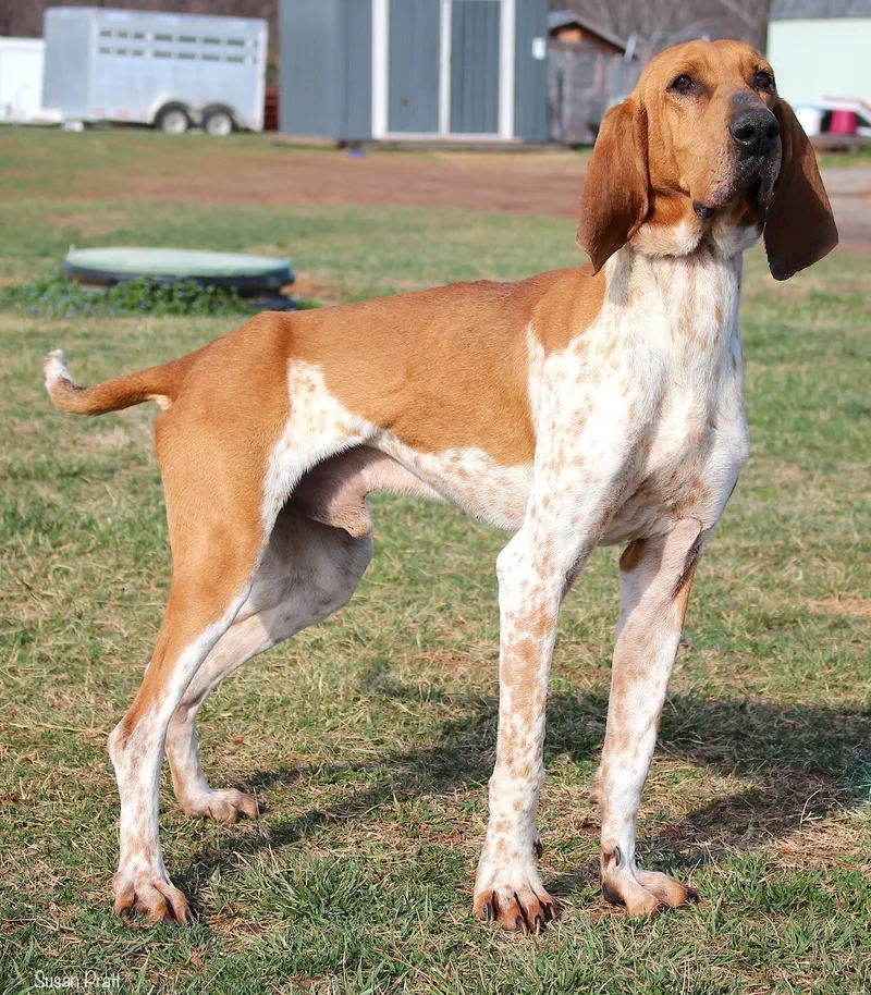 Snap Pea thumbnail 2