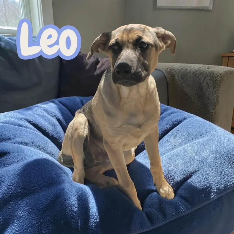 A young medium-sized male Yellow / Tan / Blond / Fawn Rhodesian Ridgeback dog named Leo big  bold for adoption in Chuckey, TN