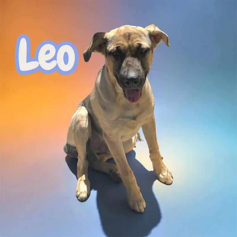 Leo big  bold thumbnail 3