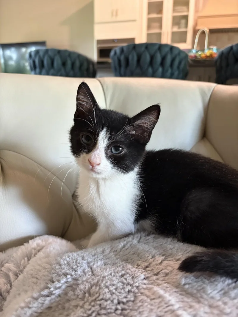 A baby medium-sized male Black & White / Tuxedo Domestic Short Hair cat named Cotton for adoption in Orlando, FL