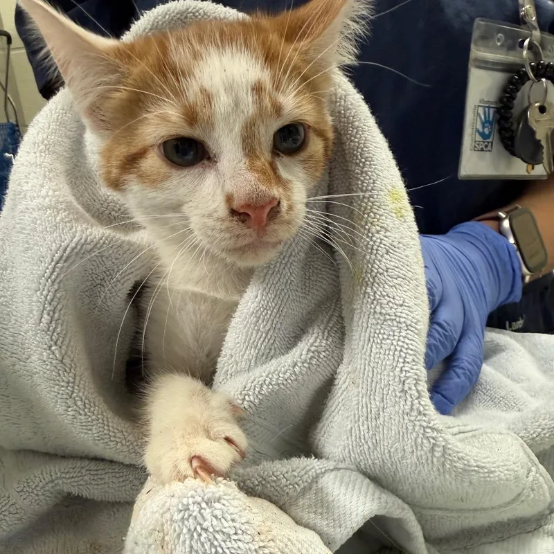 A baby small-sized male White Domestic Short Hair cat named Limbo for adoption in Charlottesville, VA