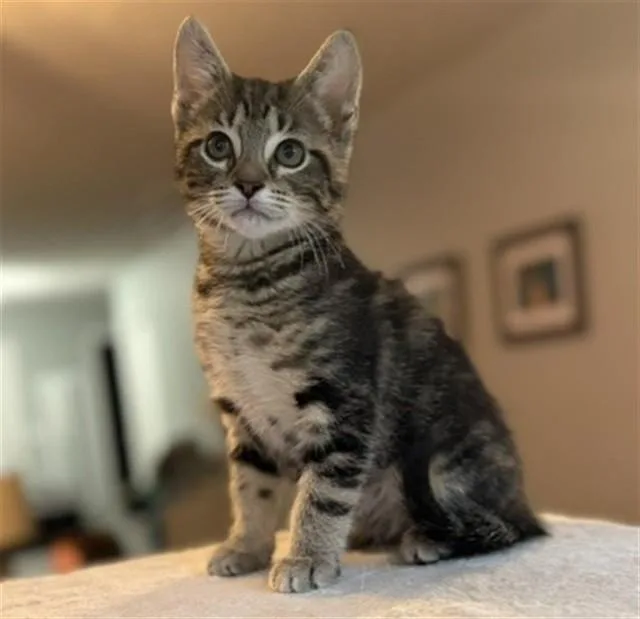A baby small-sized female Domestic Short Hair cat named Bonnie for adoption in Louisville, KY