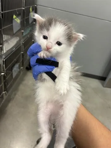 A baby small-sized male Domestic Medium Hair cat named Frankie for adoption in San Martin, CA