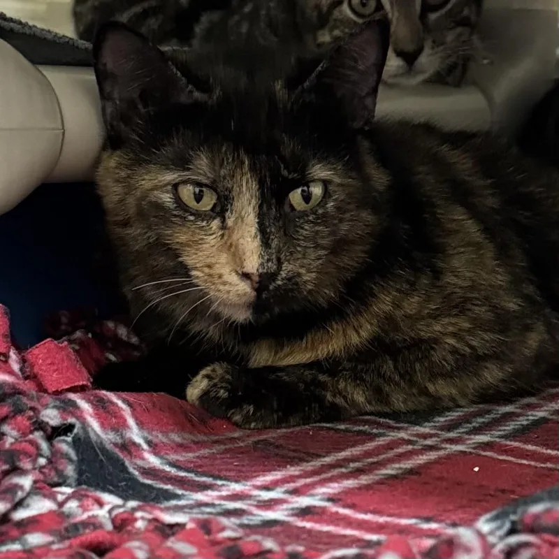 An adult medium-sized female Tortoiseshell Domestic Short Hair cat named Bella for adoption in Little Falls, NY