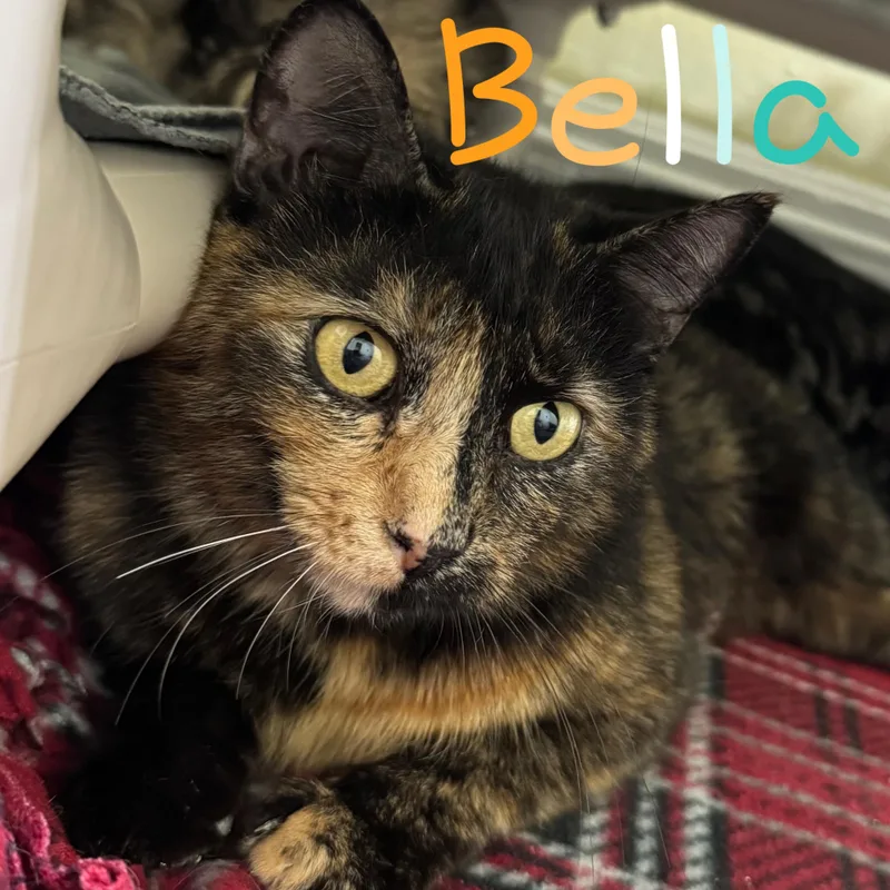 Bella thumbnail 2