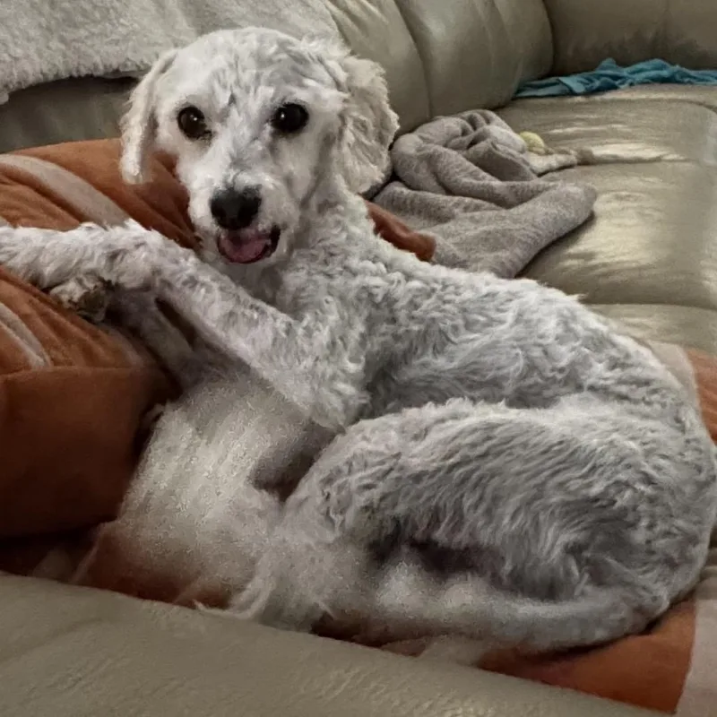 An adult small-sized female White / Cream Miniature Poodle dog named Mila for adoption in Las Vegas, NV