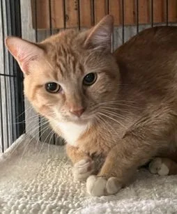 An adult medium-sized male Tabby cat named Moonpie for adoption in Porter, TX
