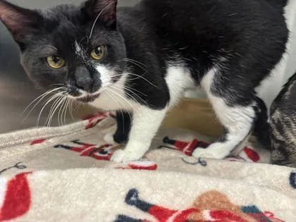 A young medium-sized male Black Domestic Short Hair cat named Figaro for adoption in Kansas City, MO