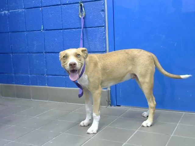 A young small-sized male Pit Bull Terrier dog named Duke for adoption in Albuquerque, NM