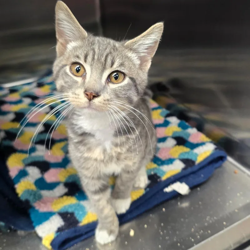 A baby small-sized male Gray / Blue / Silver Domestic Short Hair cat named Nikolai for adoption in Spokane, WA