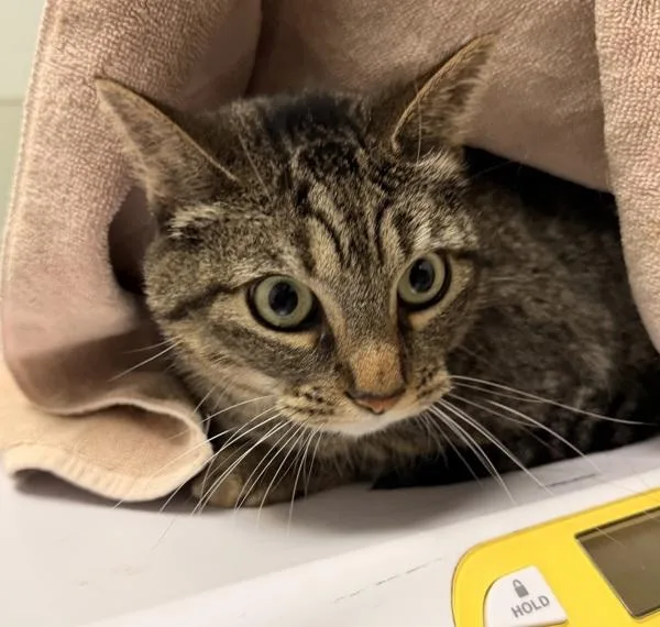An adult small-sized female Domestic Short Hair cat named Molly for adoption in San Diego, CA