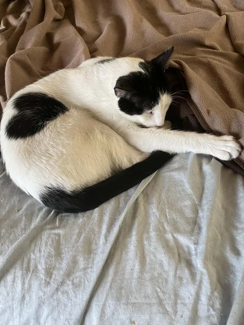 Valentino thumbnail 2