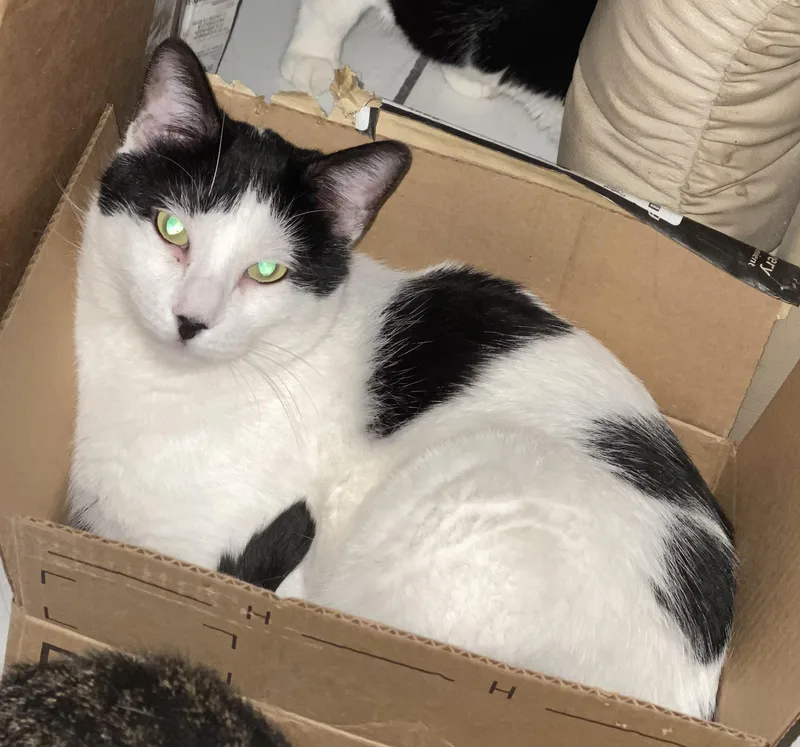 Valentino thumbnail 3