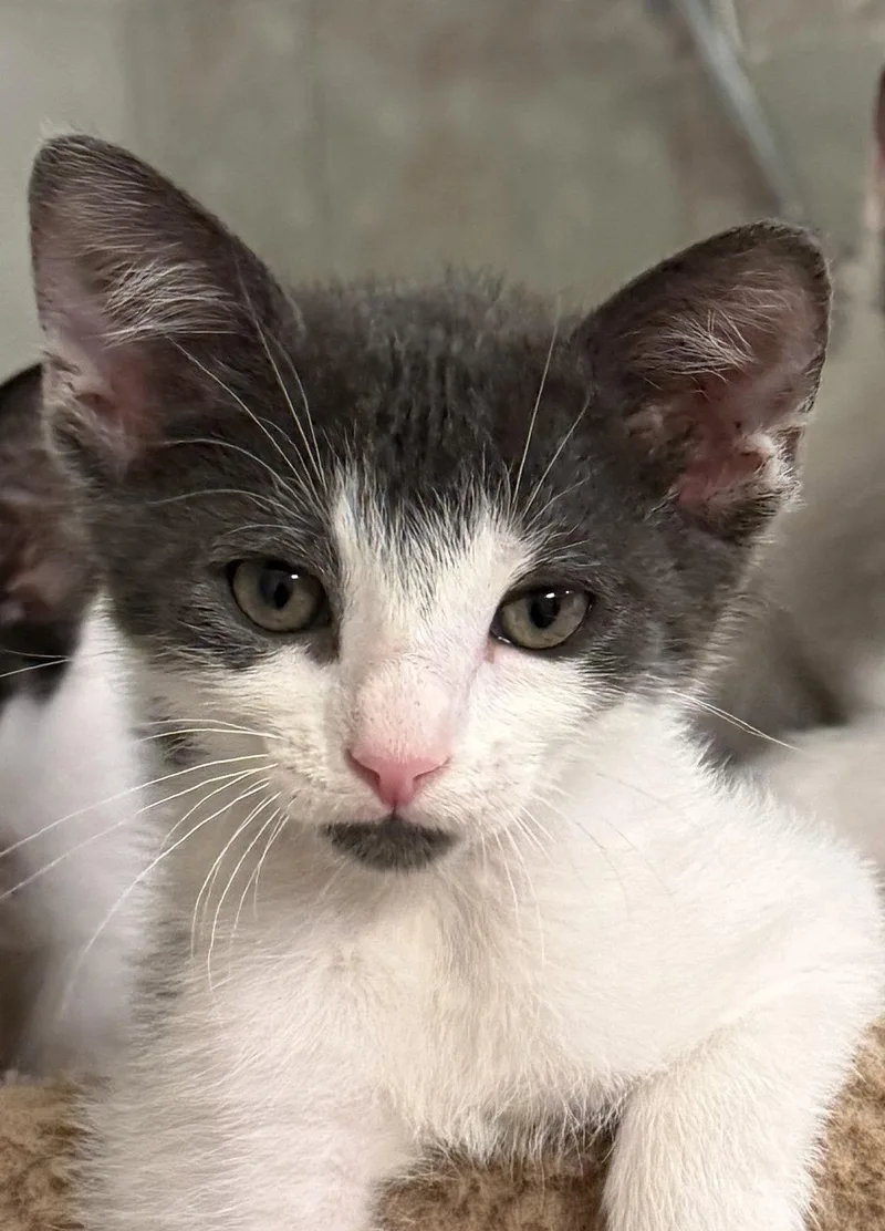 A baby medium-sized male Gray & White Domestic Short Hair cat named George for adoption in Oviedo, FL