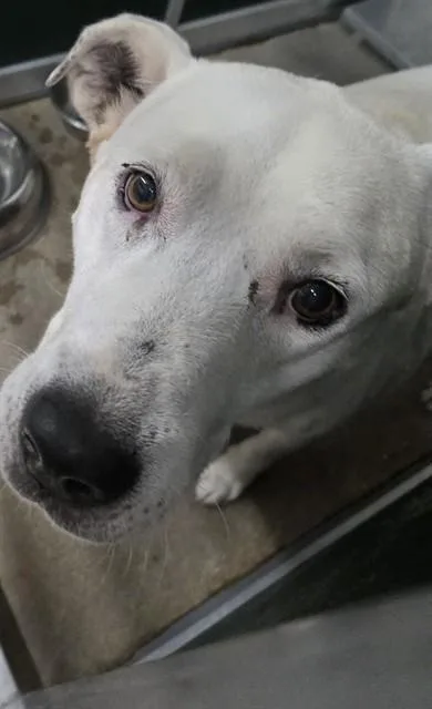 An adult large-sized male American Bulldog dog named Ace for adoption in Killeen, TX