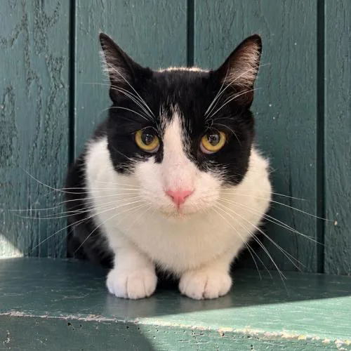 A young small-sized male Domestic Short Hair cat named Moobert for adoption in Lathrop, CA