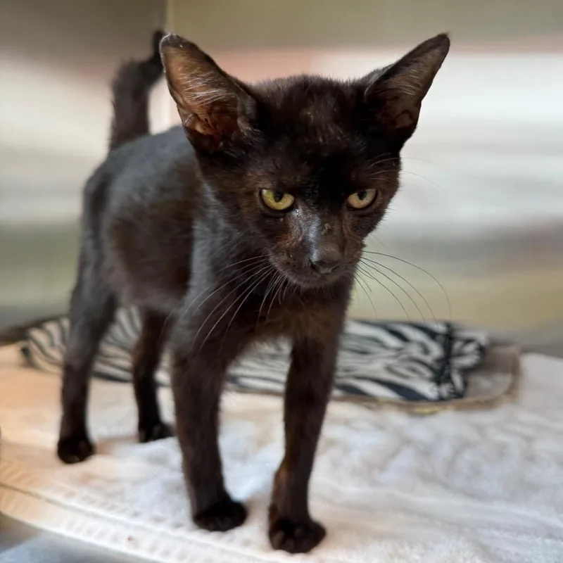A baby small-sized male Black Domestic Short Hair cat named Luca for adoption in Madisonville, TN