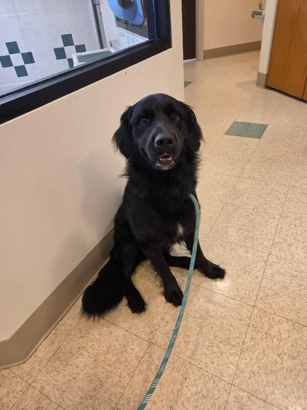 An adult medium-sized male Black Bernese Mountain Dog dog named Kai'lo for adoption in Bluffton, IN