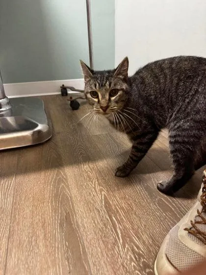 A young large-sized male Tabby (Brown / Chocolate) Domestic Short Hair cat named Tippy Martinez for adoption in Annapolis, MD