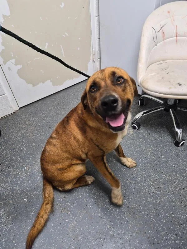 An adult large-sized male Mountain Cur dog named Atlas for adoption in Morristown, TN
