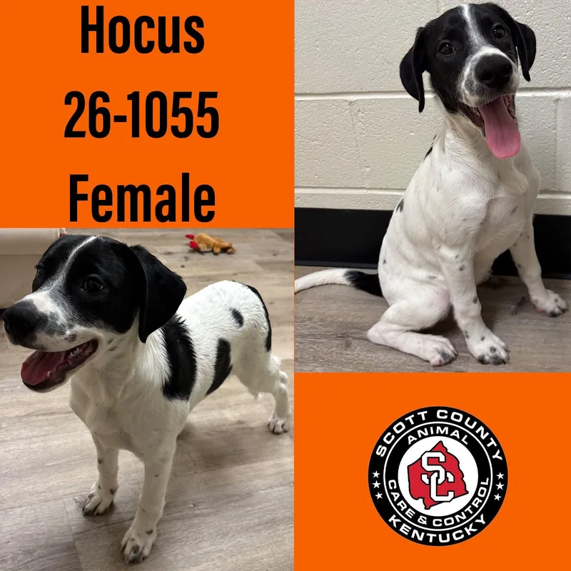 Hocus thumbnail 2