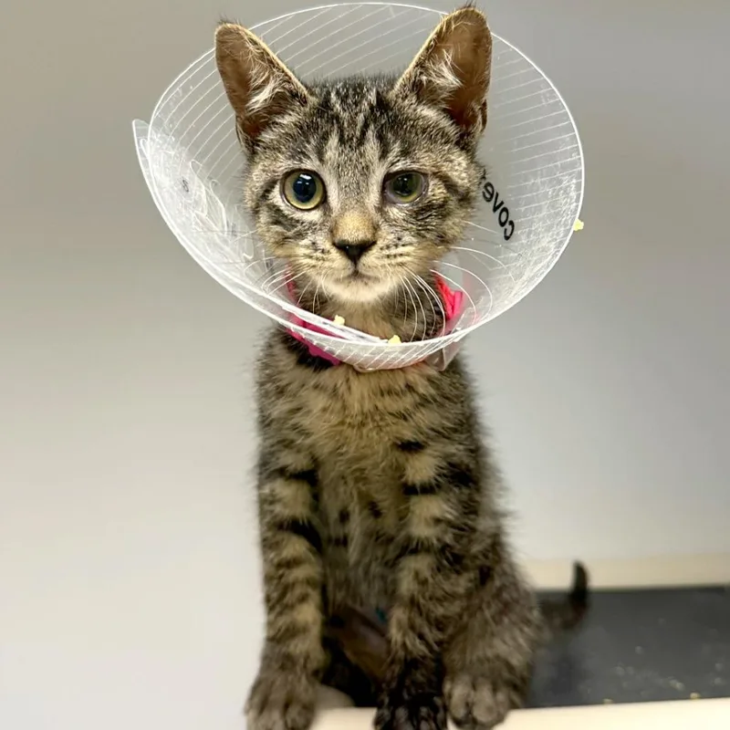A baby small-sized female Black Domestic Short Hair cat named Wink for adoption in Woodinville, WA