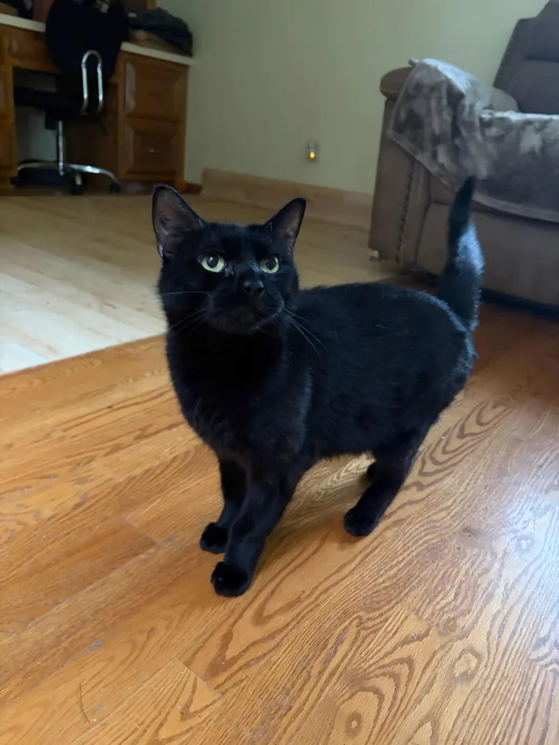 A young medium-sized female Black Bombay cat named Mia for adoption in Orland Park, IL
