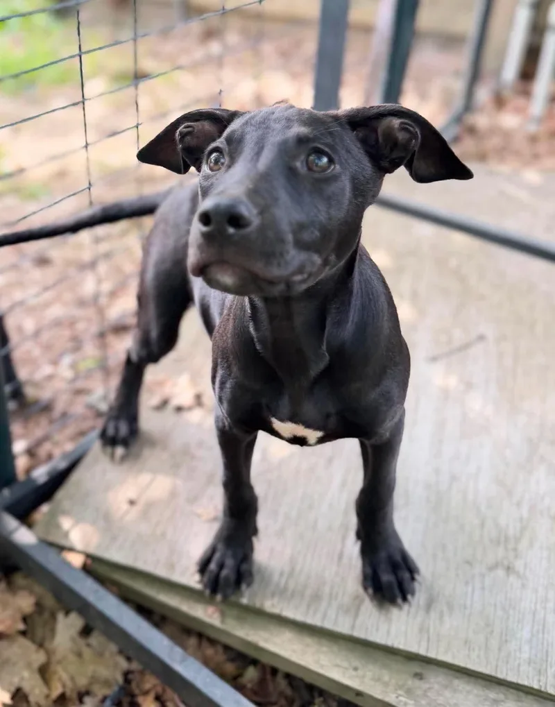 A baby medium-sized female Black Mixed Breed dog named Betty for adoption in BONIFAY, FL