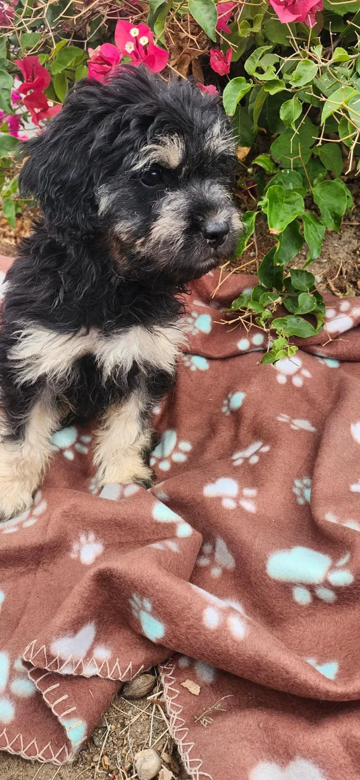 A young small-sized male Black Goldendoodle dog named Saffron for adoption in Torrance, CA