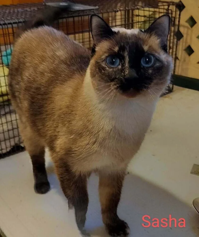 An adult medium-sized female Buff & White Domestic Short Hair cat named Sasha for adoption in Boone, CO