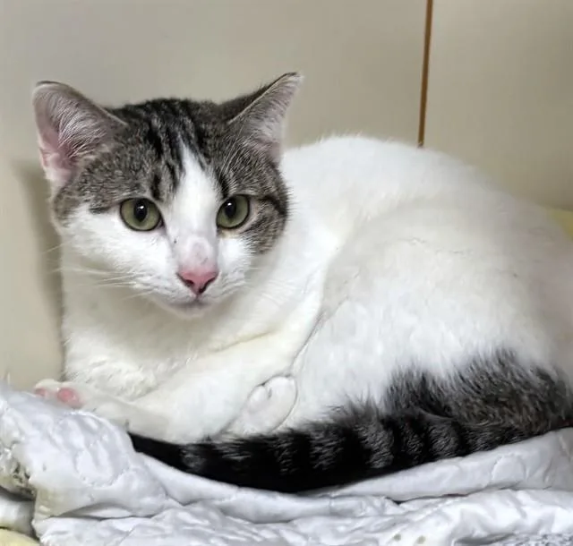 A young medium-sized female Domestic Short Hair cat named Daisy for adoption in Dedham, MA
