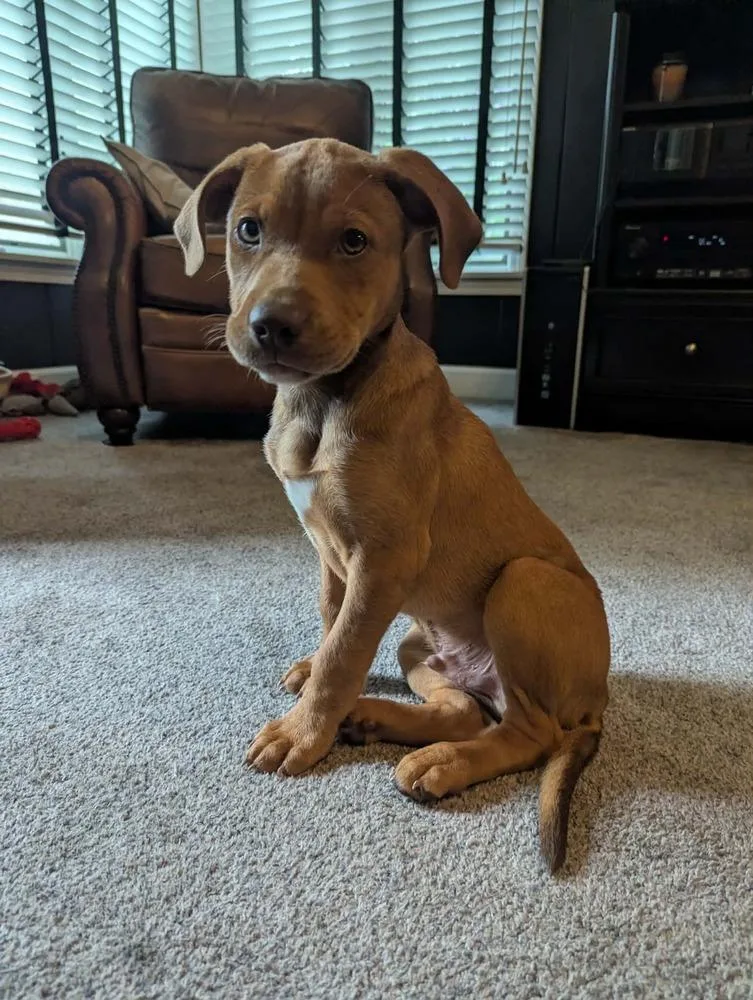 A baby small-sized male Yellow / Tan / Blond / Fawn Mixed Breed dog named Rain for adoption in Amherst, NY